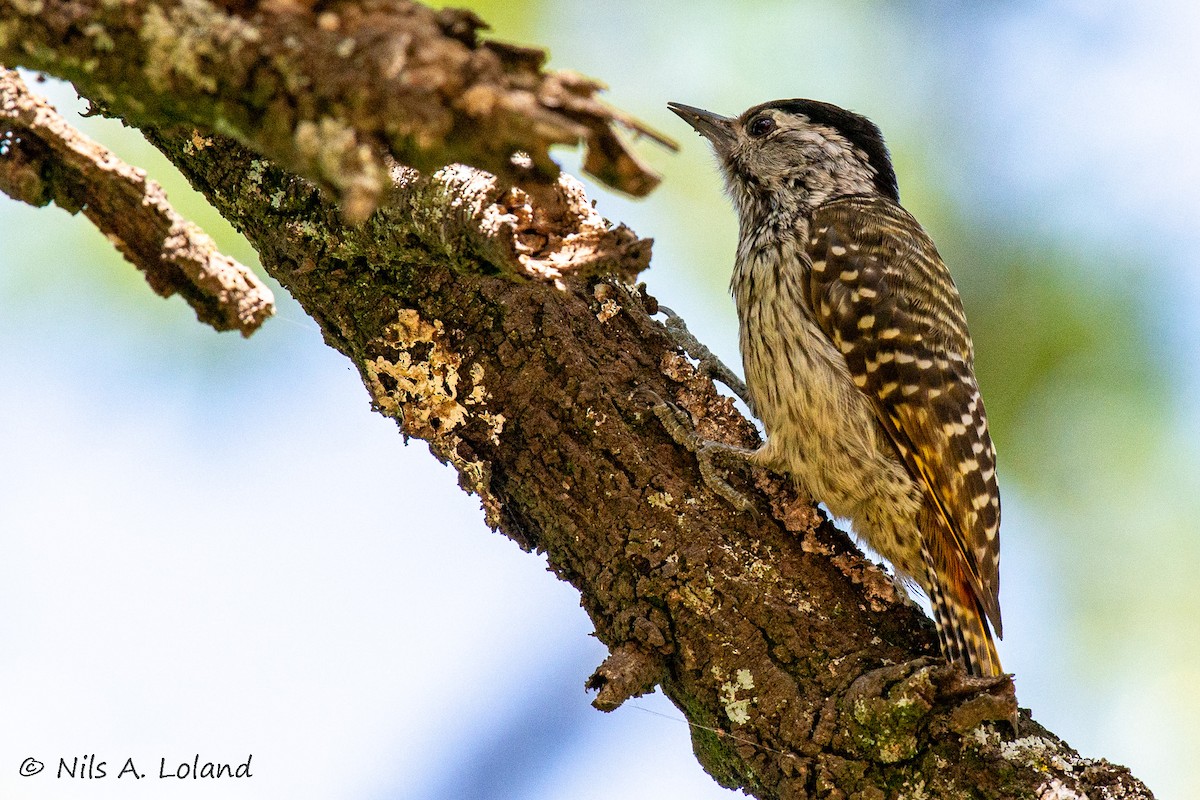 Pito Cardenal - ML647274851
