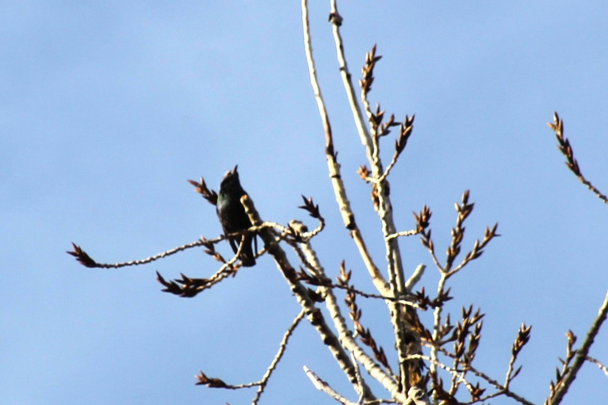 European Starling - ML647274853