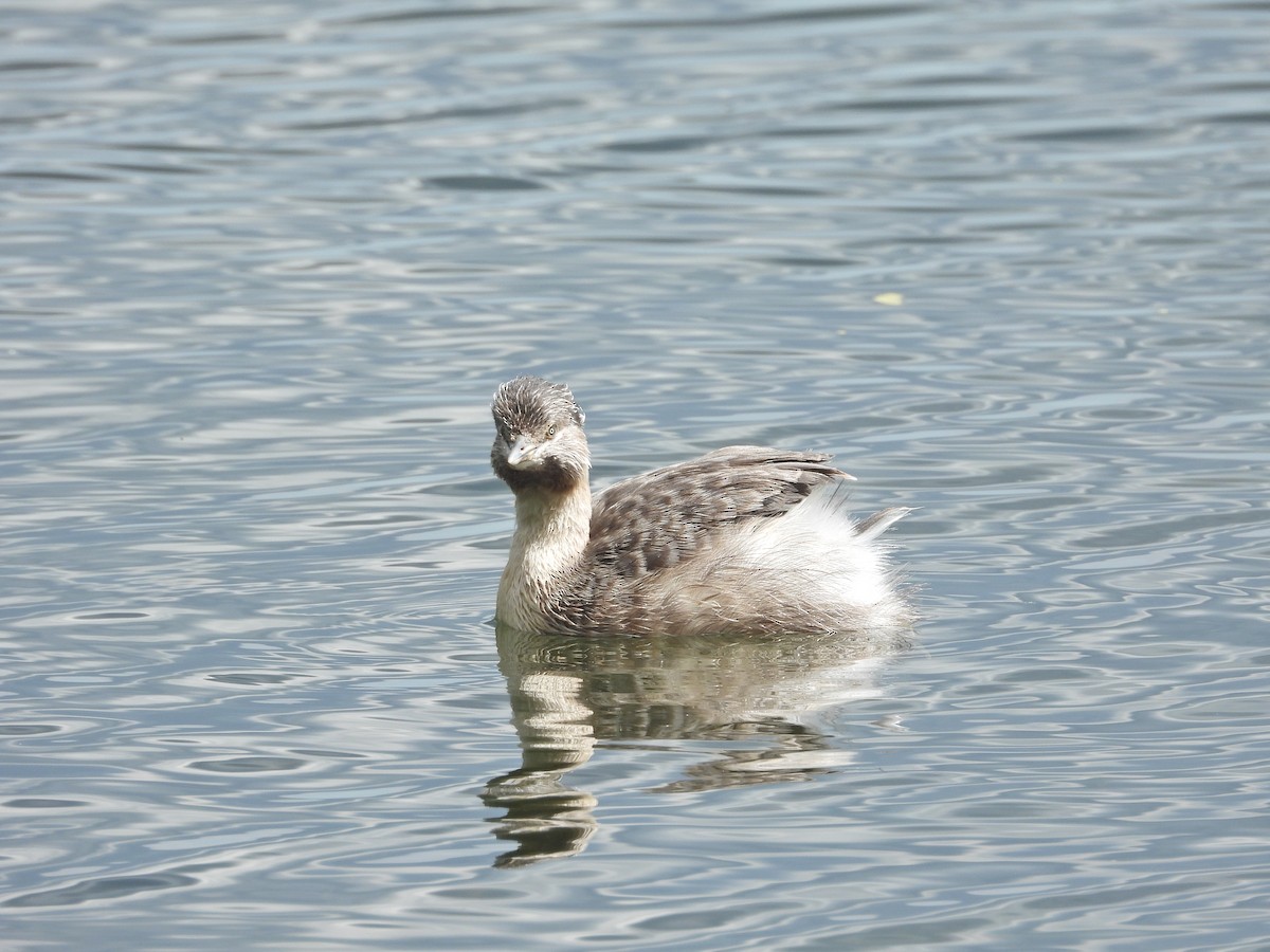 potápka šedohlavá - ML647274854