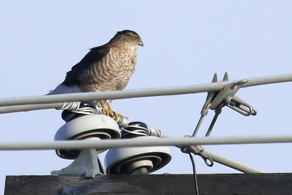 Cooper's Hawk - ML647274859