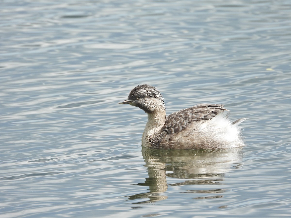 potápka šedohlavá - ML647274860