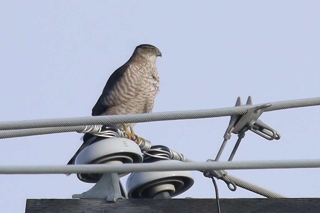 Cooper's Hawk - ML647274867