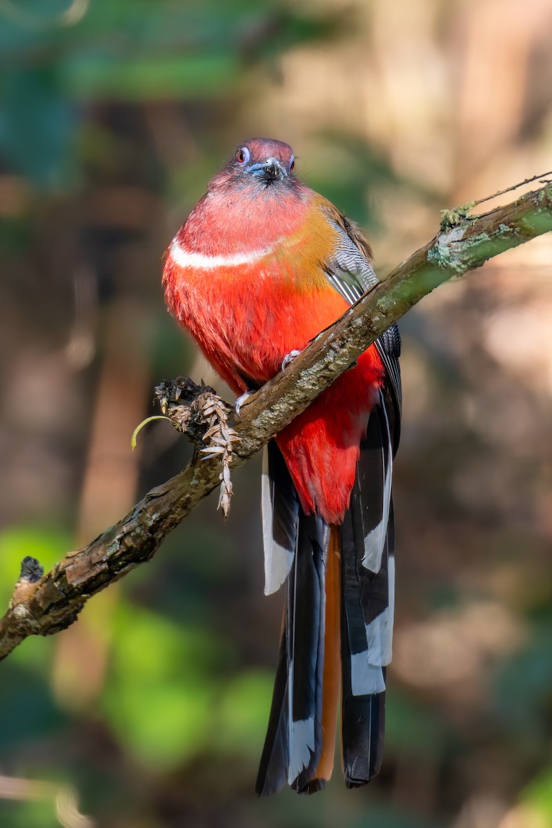 ズアカキヌバネドリ - ML647274869