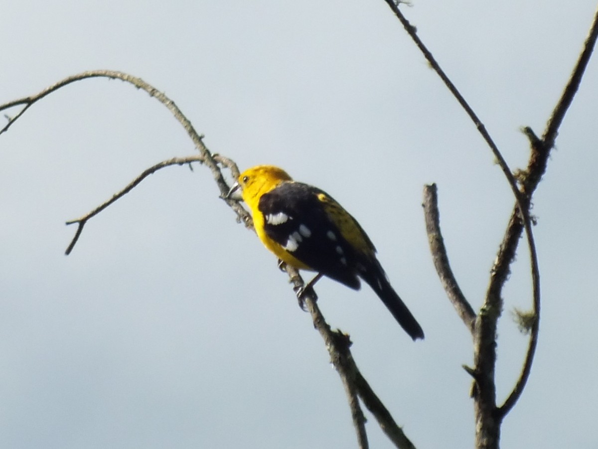Golden Grosbeak - ML647274870