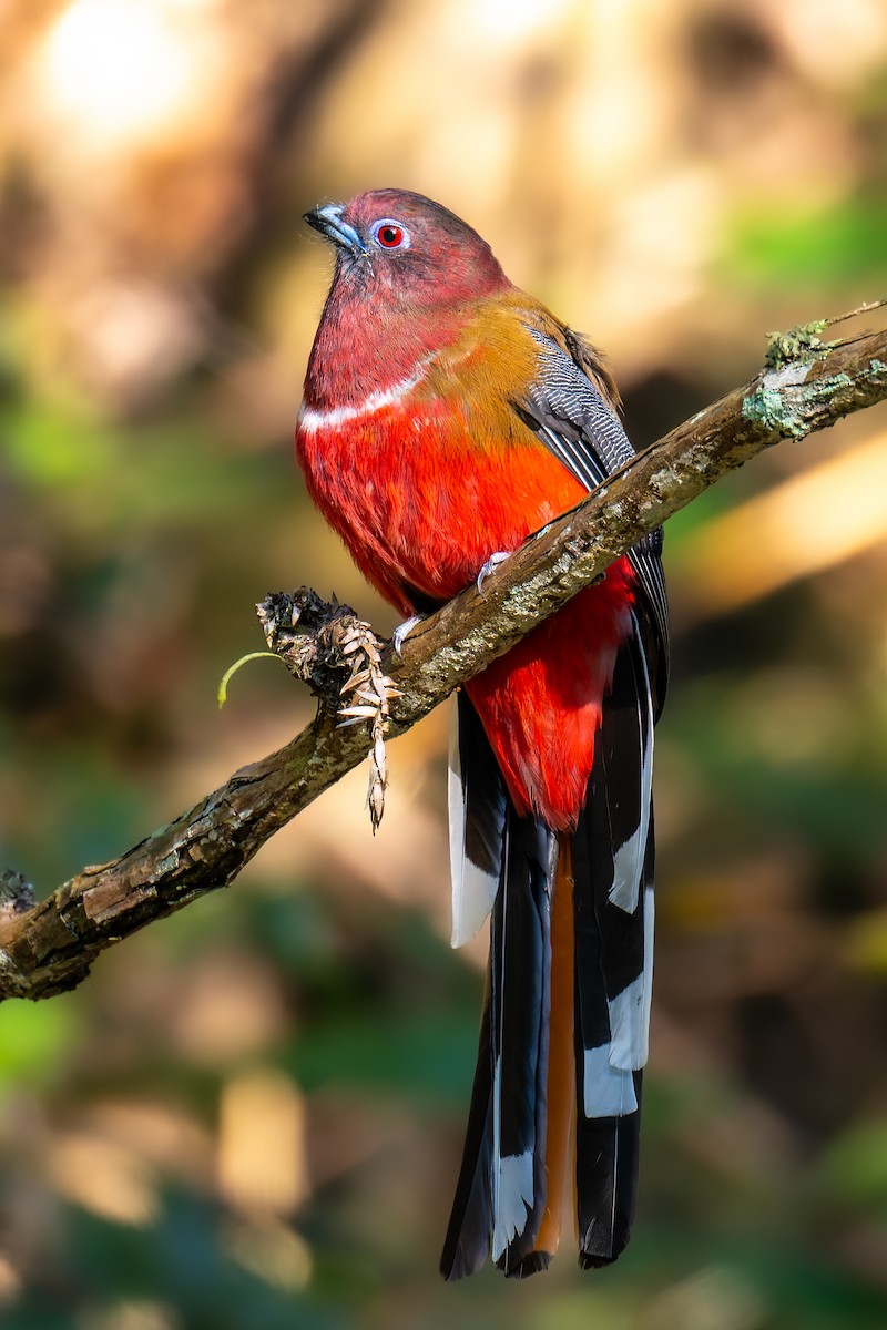 ズアカキヌバネドリ - ML647274871