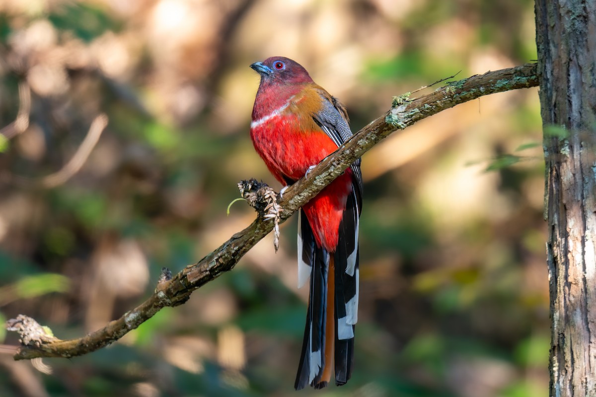 ズアカキヌバネドリ - ML647274872