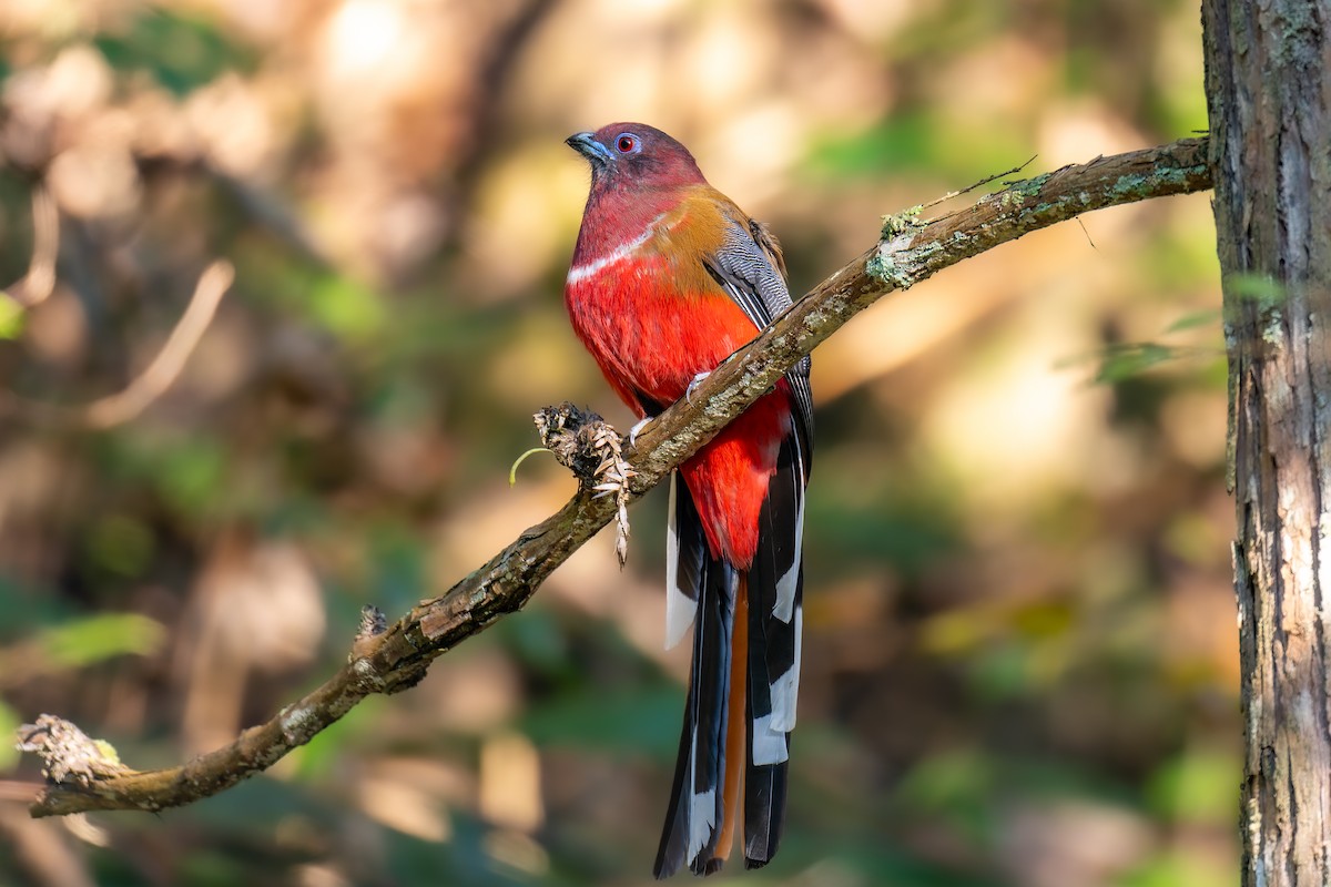 ズアカキヌバネドリ - ML647274873