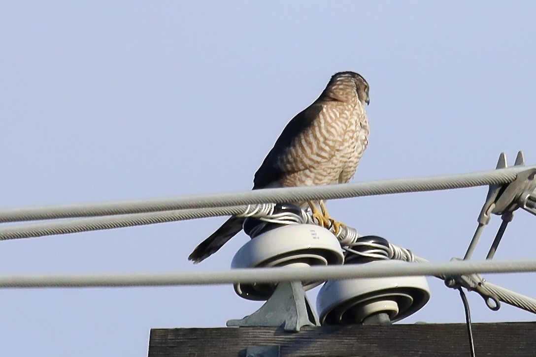 Cooper's Hawk - ML647274878