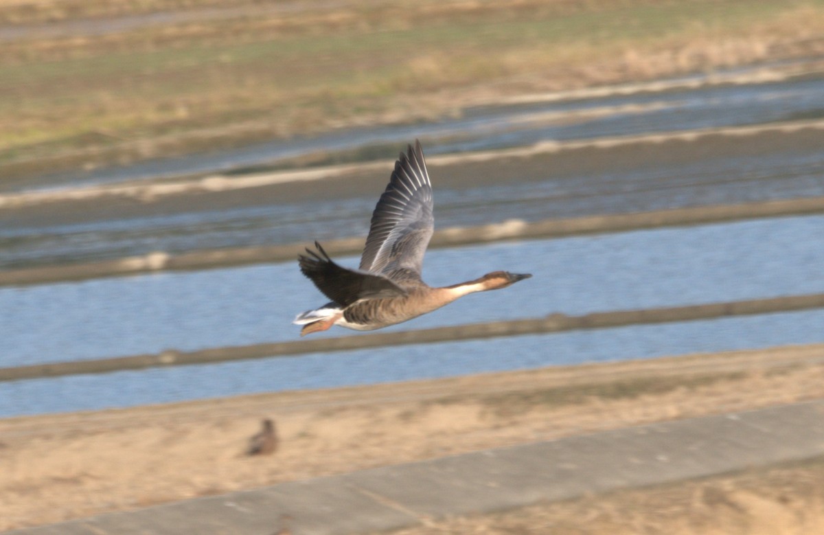 Ánsar Cisnal - ML647274880