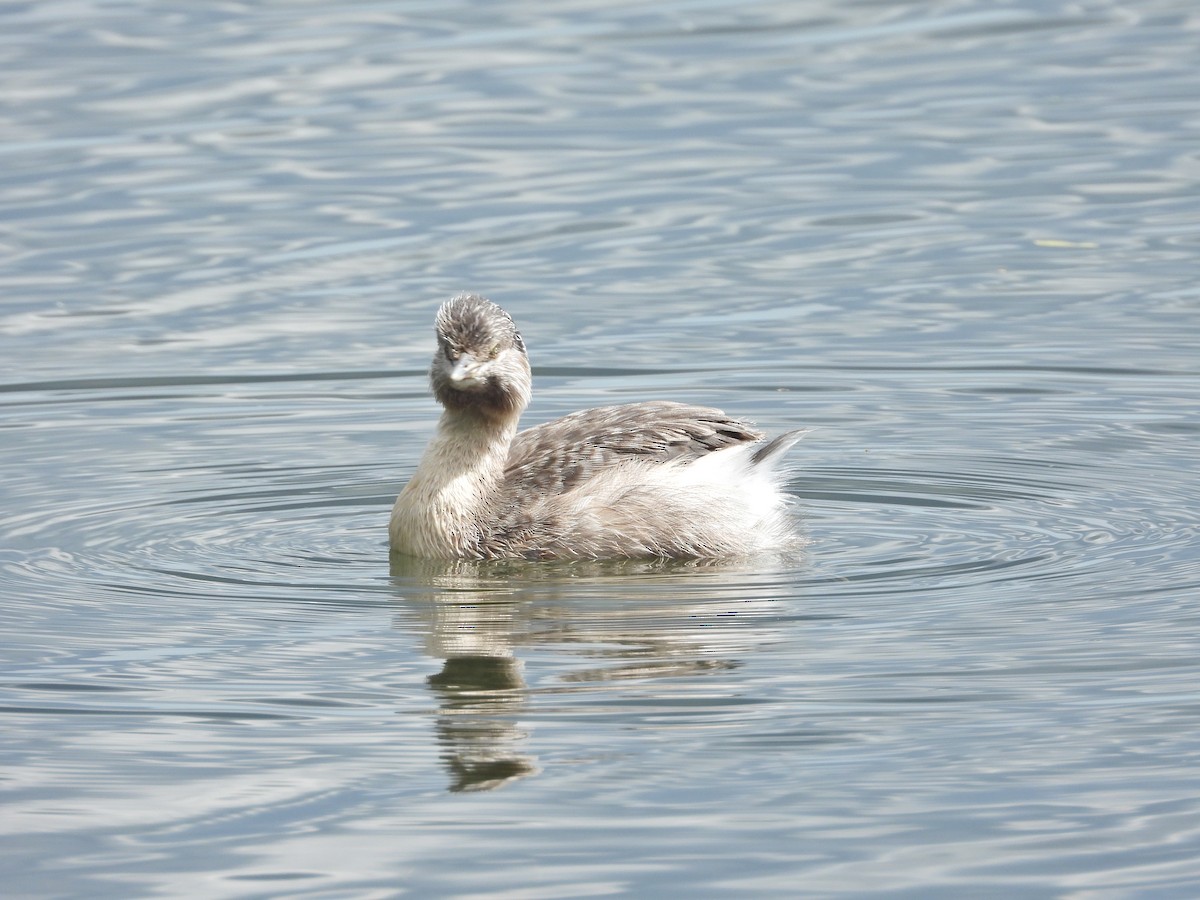 potápka šedohlavá - ML647274885