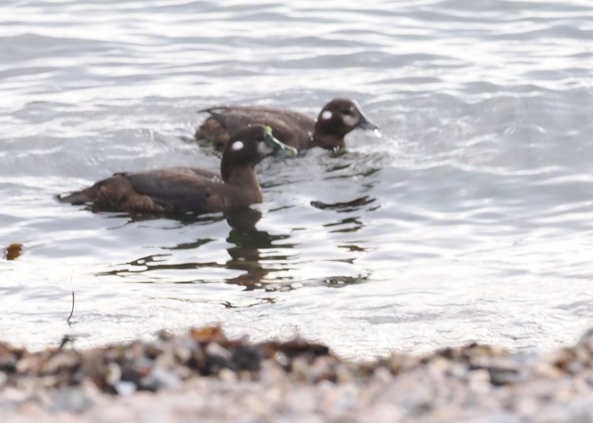 Harlequin Duck - ML647274886
