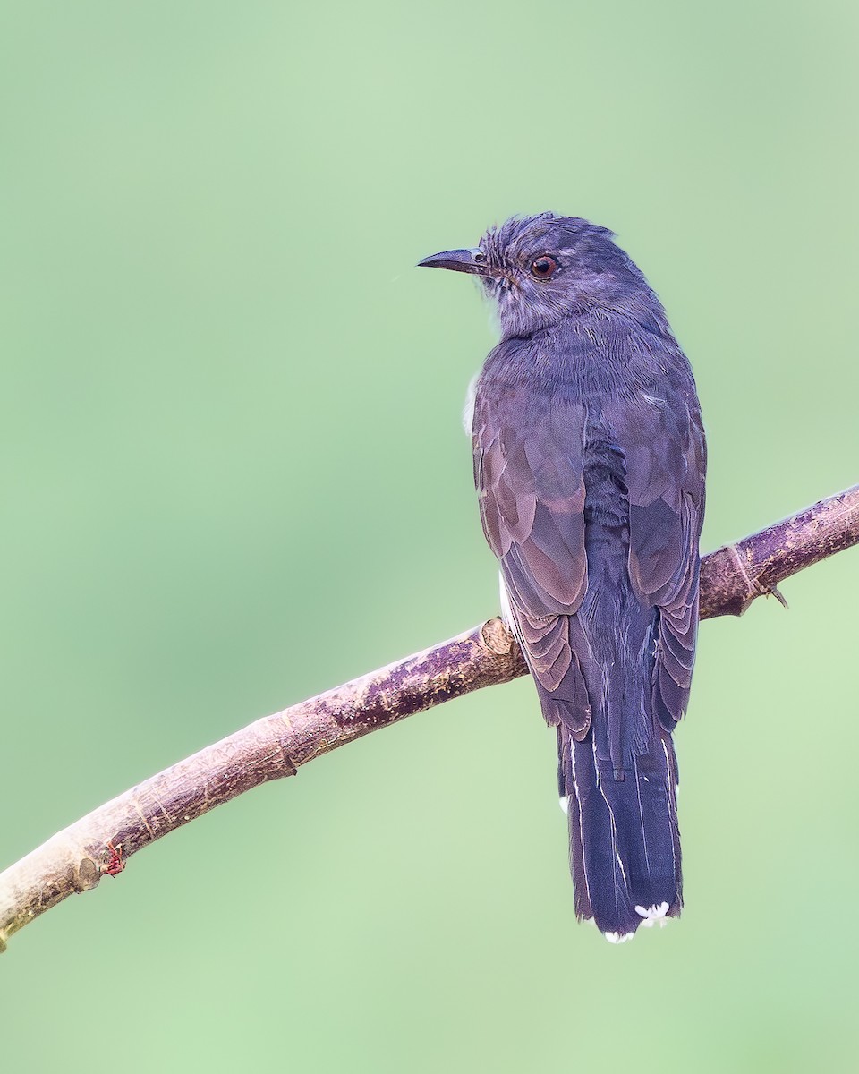 Gray-bellied Cuckoo - ML647274892