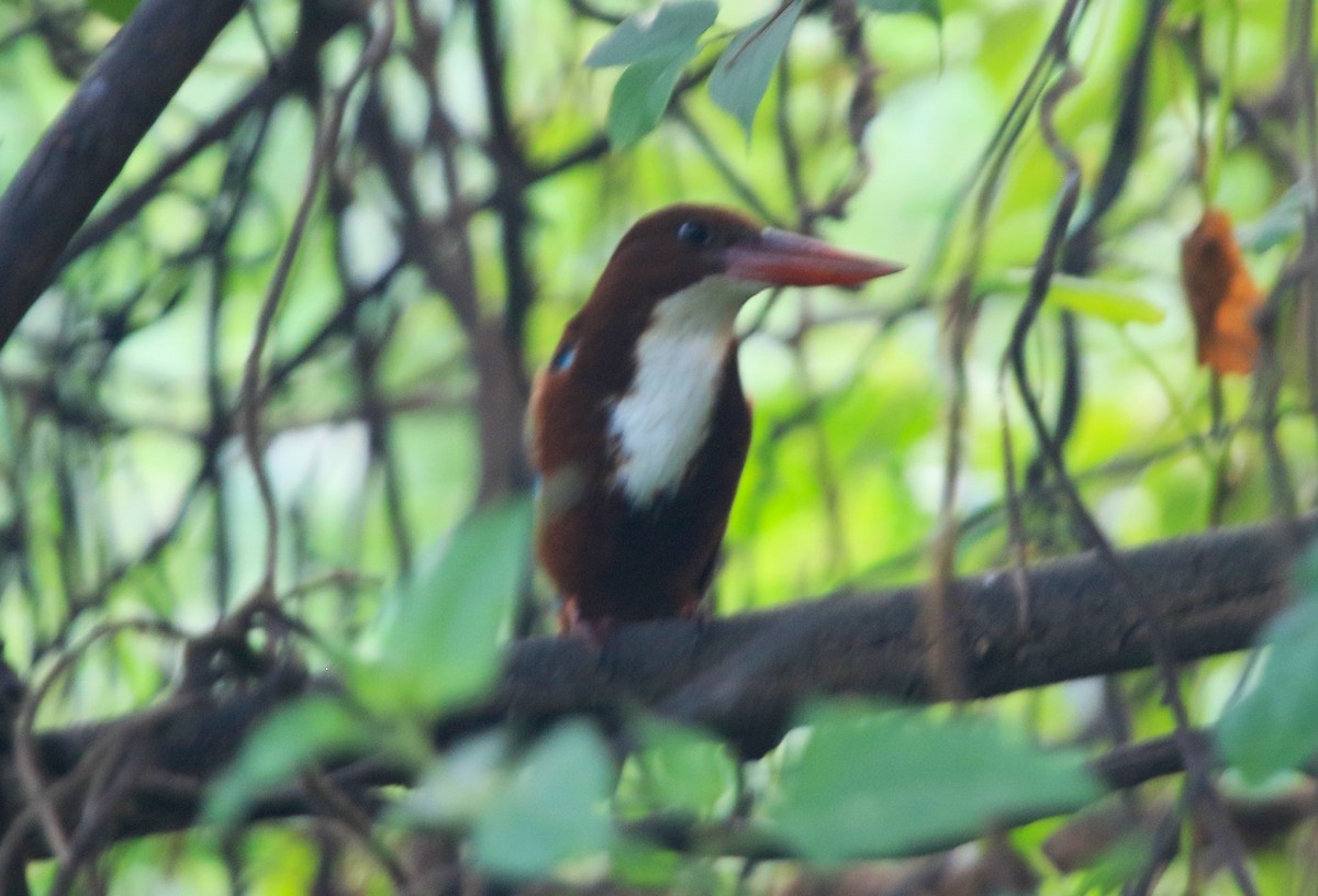 Braunliest - ML647274894