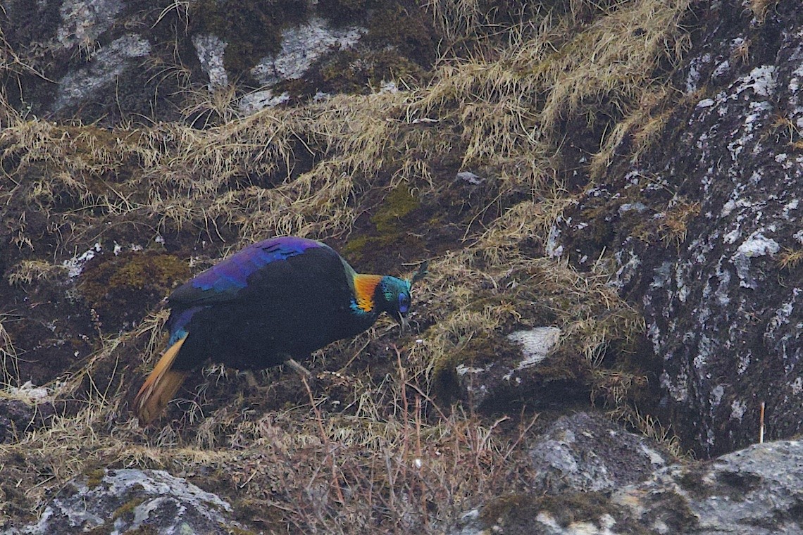 Himalayan Monal - ML647274896