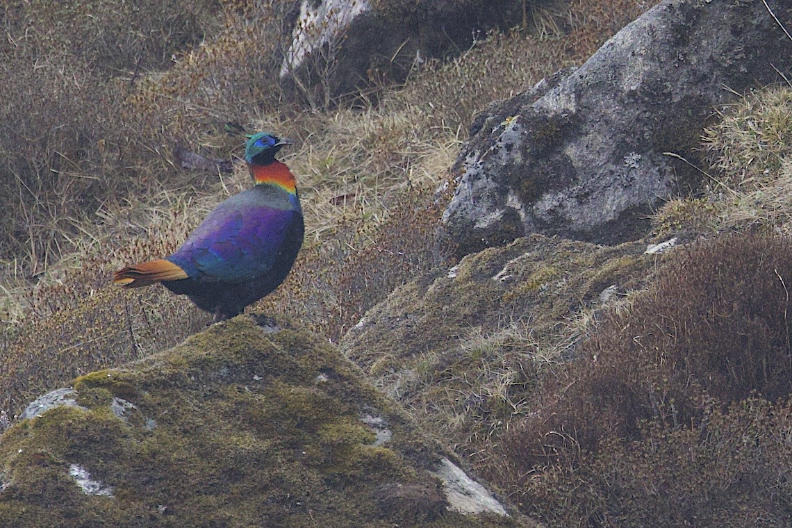 Himalayan Monal - ML647274897