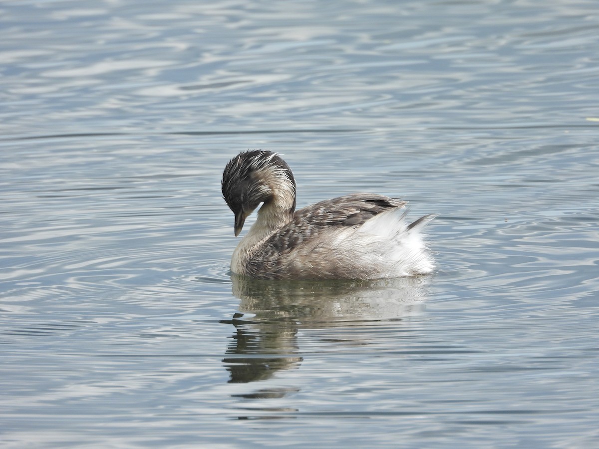 potápka šedohlavá - ML647274900