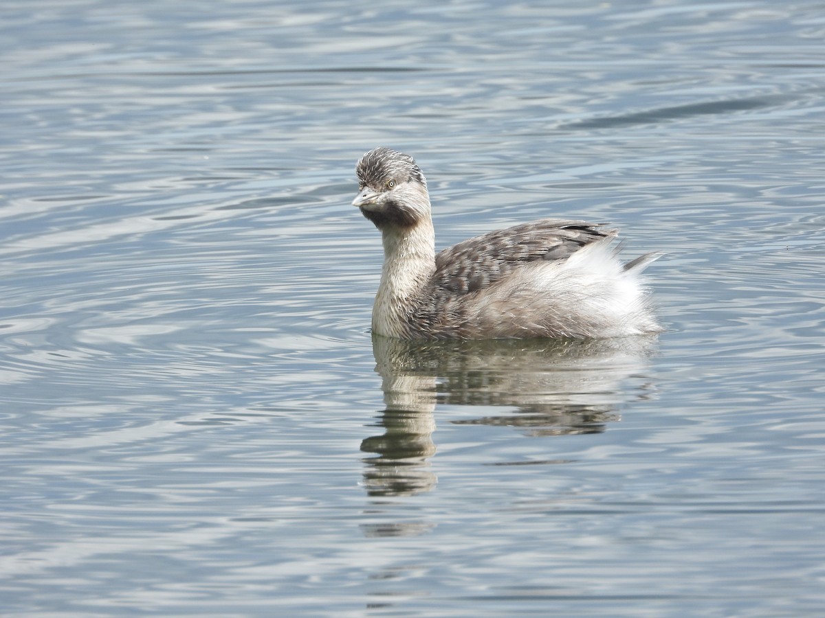 potápka šedohlavá - ML647274902