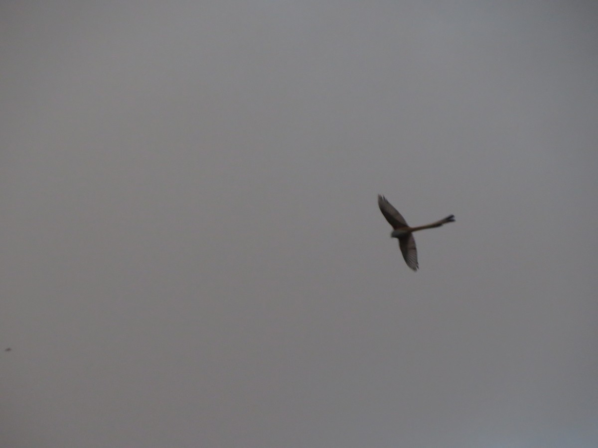 Çatal Kuyruklu Tiran - ML647274903