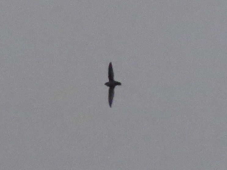 Vaux İğnekuyruğu - ML647274904