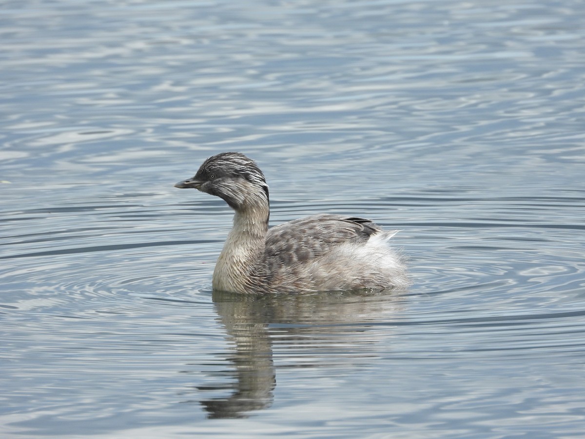 potápka šedohlavá - ML647274910