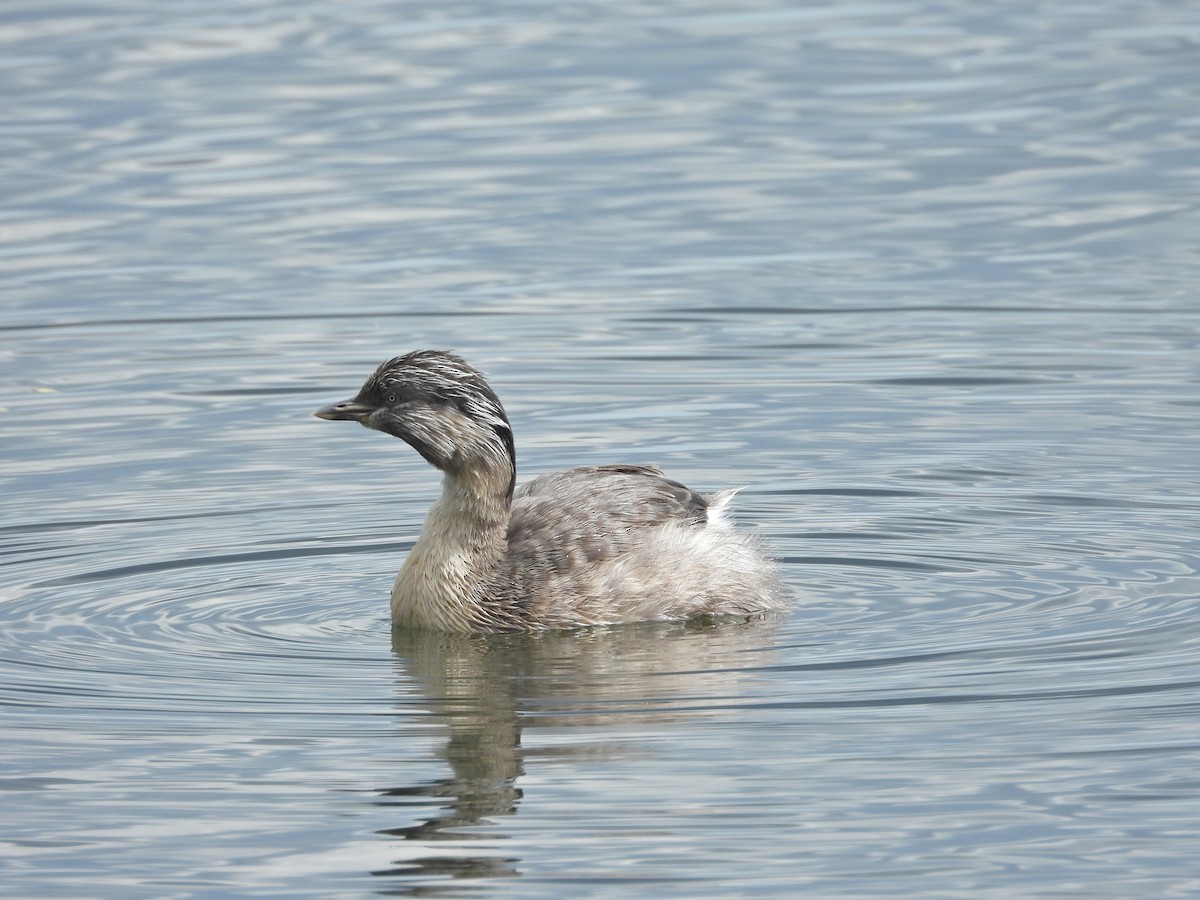 potápka šedohlavá - ML647274913
