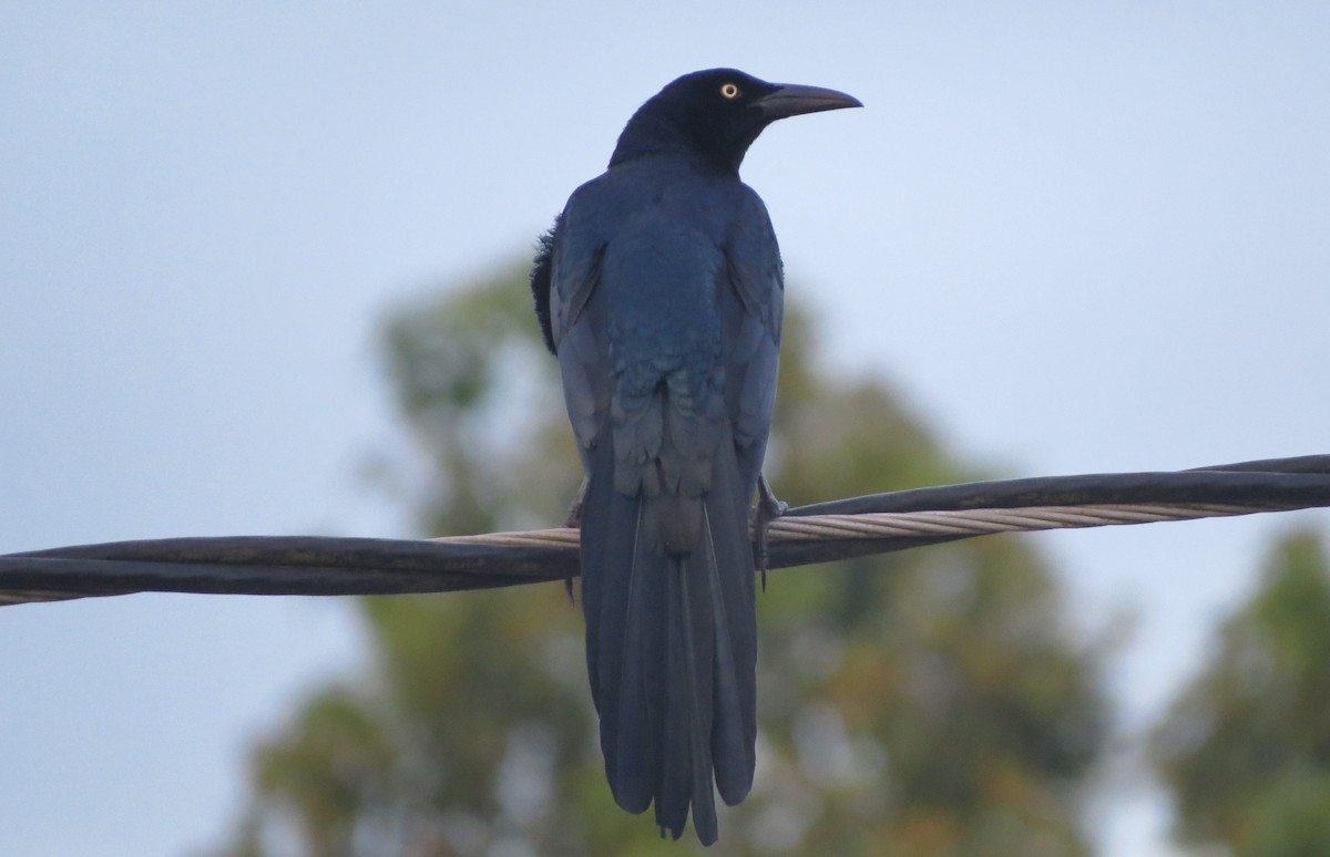 Büyük Kuyruklu Kiskal - ML647274920