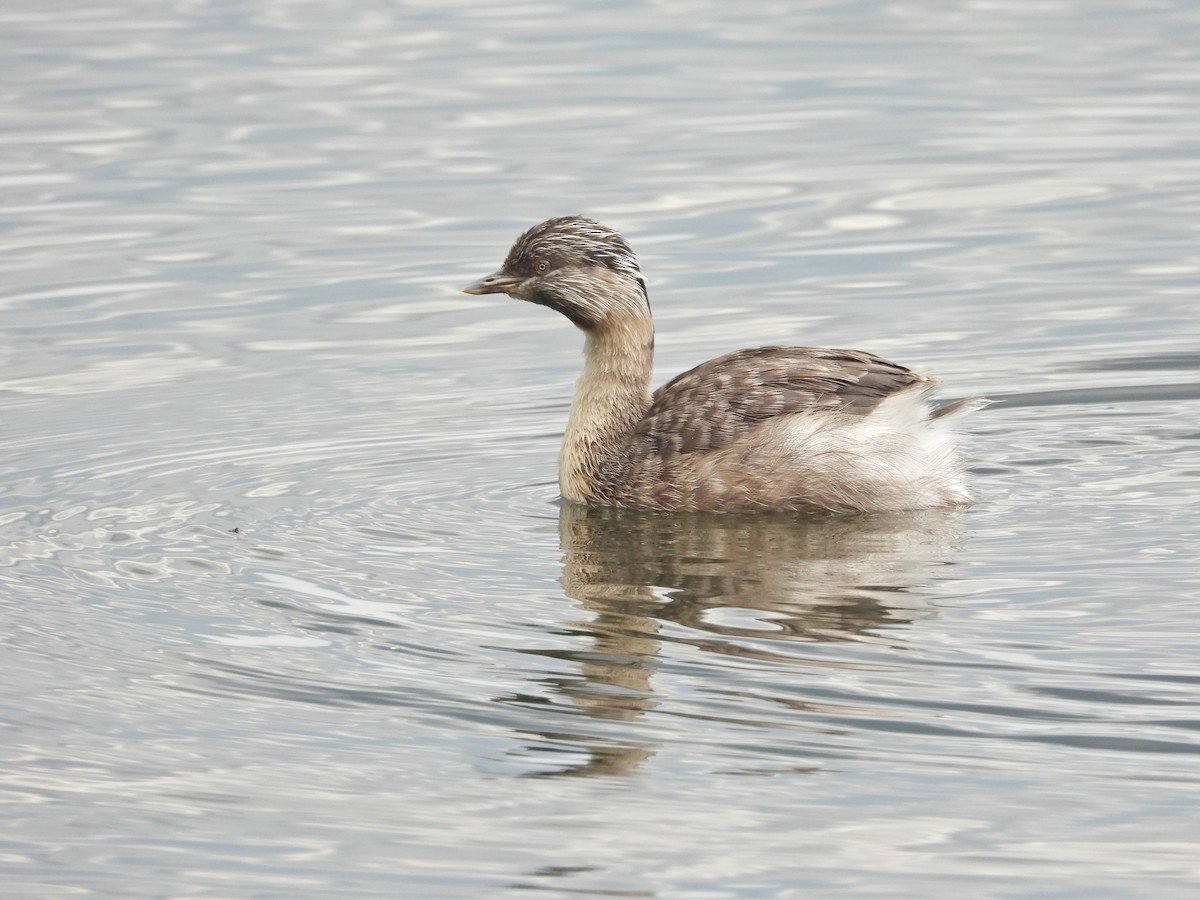 potápka šedohlavá - ML647274927