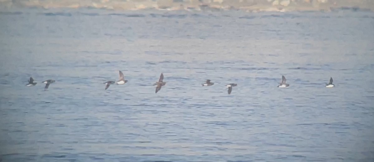 Horned Puffin - ML647274933