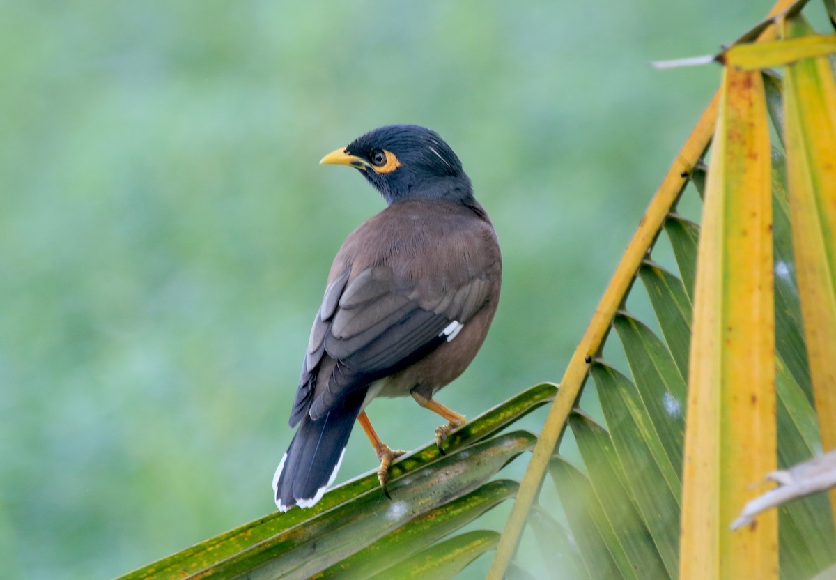 Hirtenmaina - ML647274934