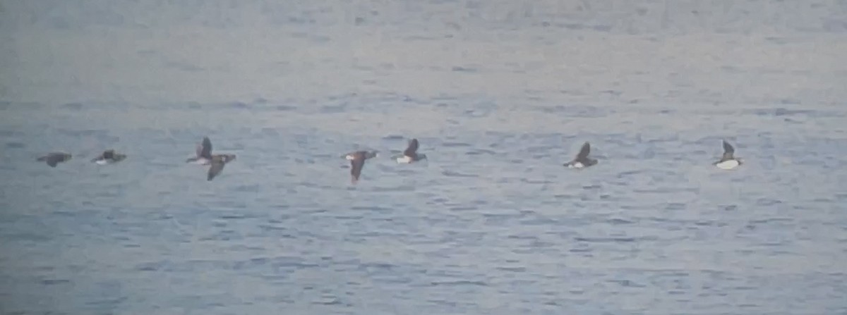 Horned Puffin - ML647274936