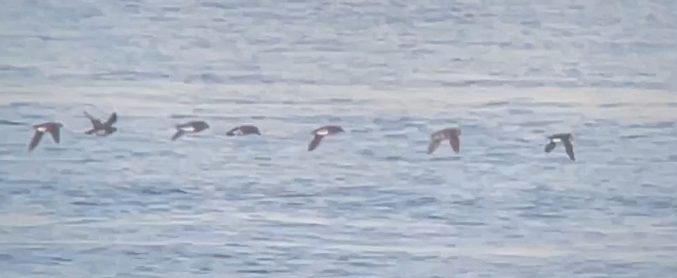 Horned Puffin - ML647274937