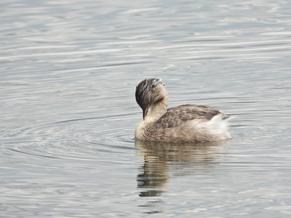 potápka šedohlavá - ML647274938