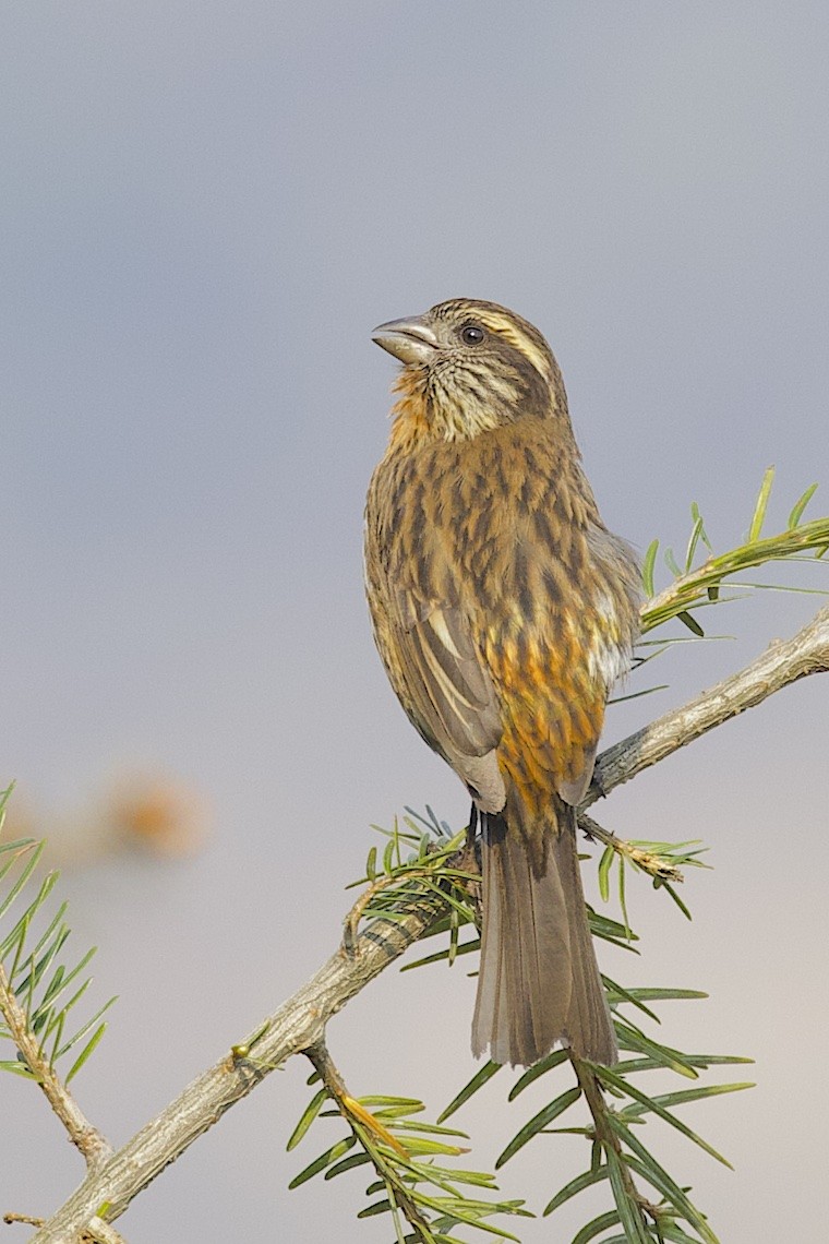 Camachuelo de Thura - ML647274939