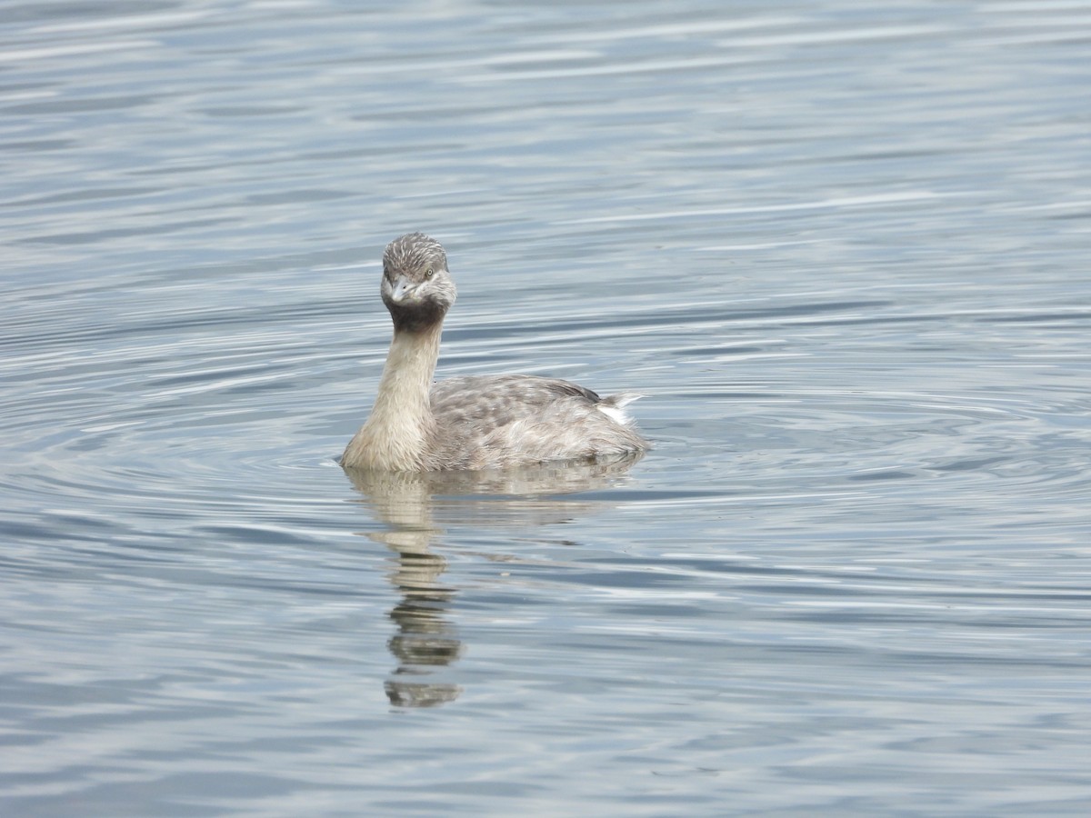 potápka šedohlavá - ML647274942