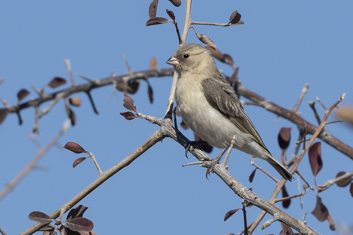 ミカドスズメ - ML647274946