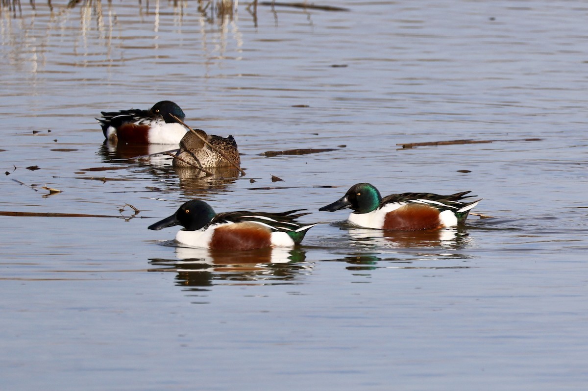 Mestolone - ML647274971