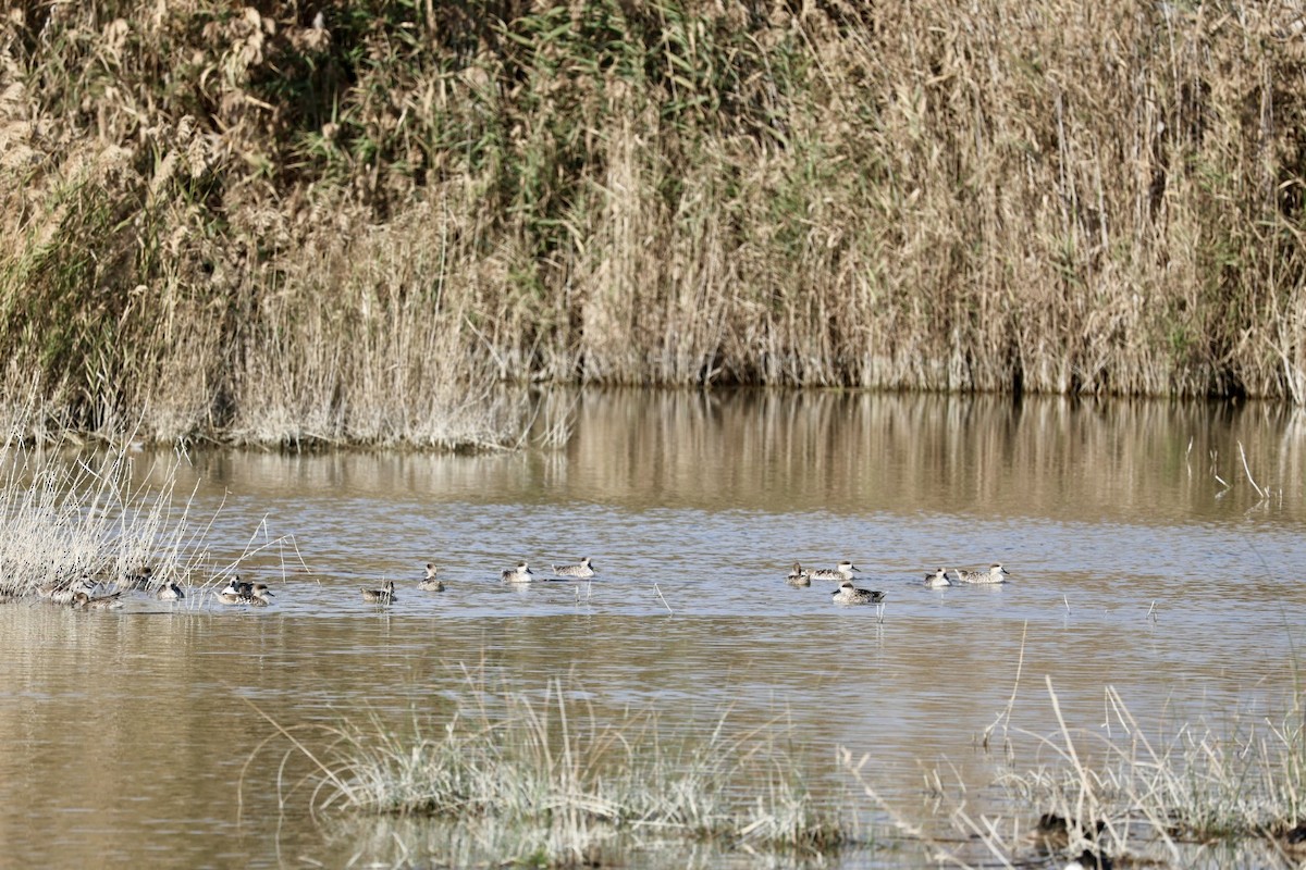 Marbled Duck - ML647274992