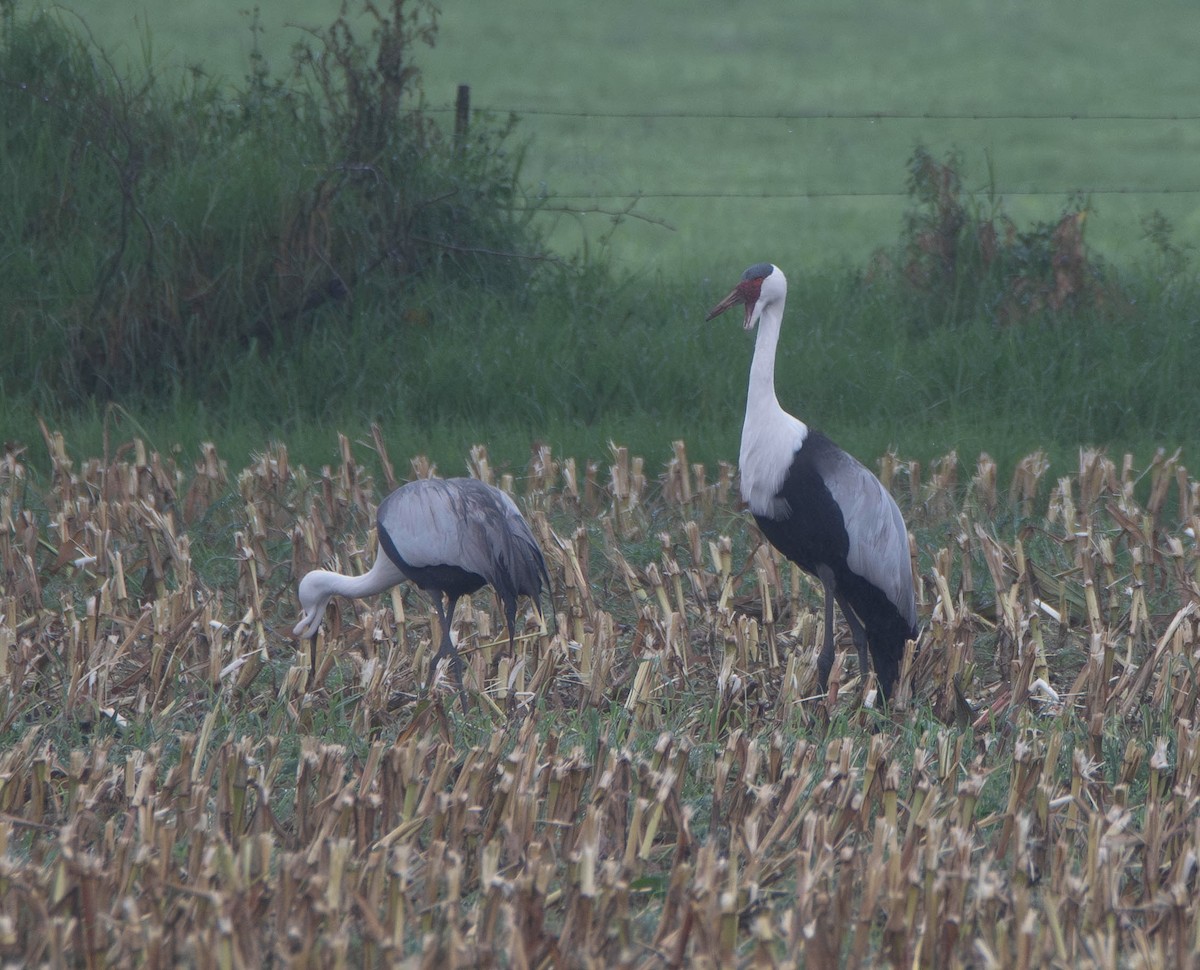 Grue caronculée - ML647274993