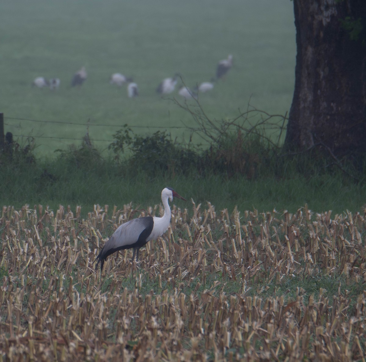 Grue caronculée - ML647274995