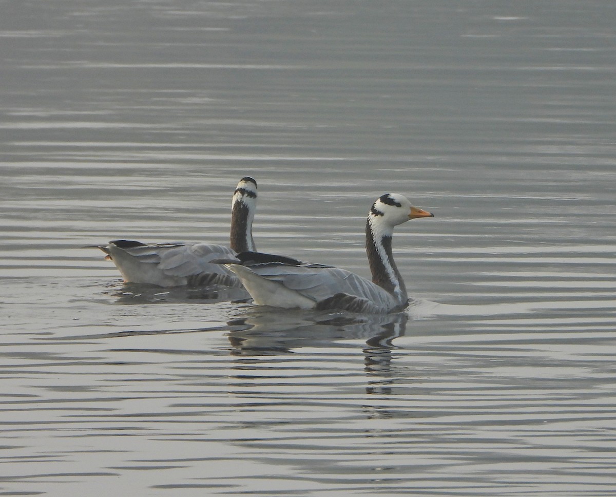 Oie à tête barrée - ML647274996