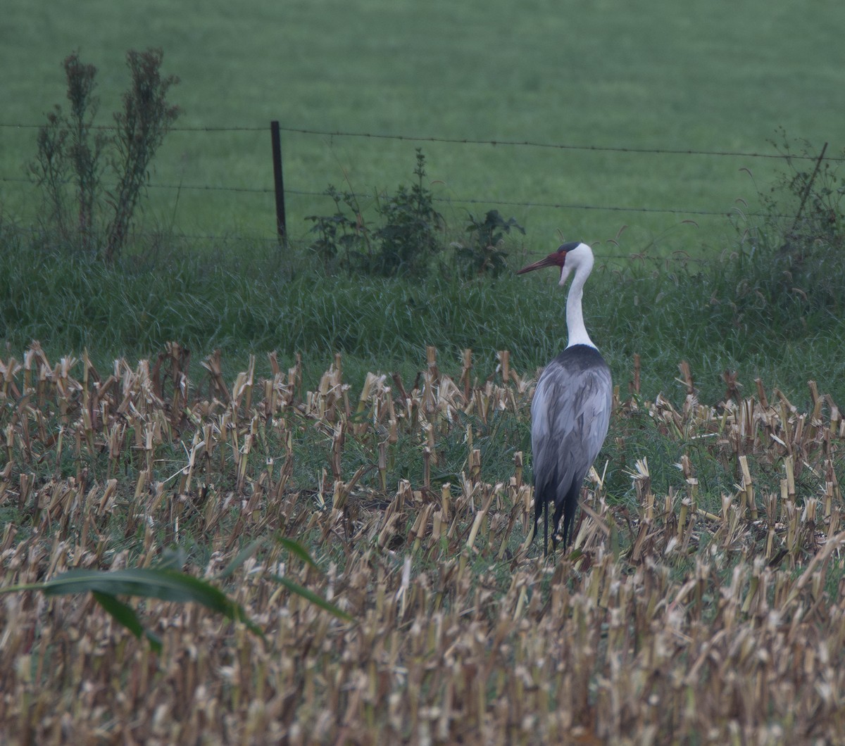 Grue caronculée - ML647274998