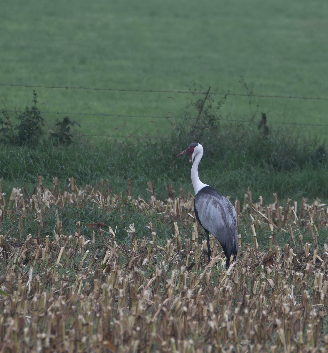 Grue caronculée - ML647275004