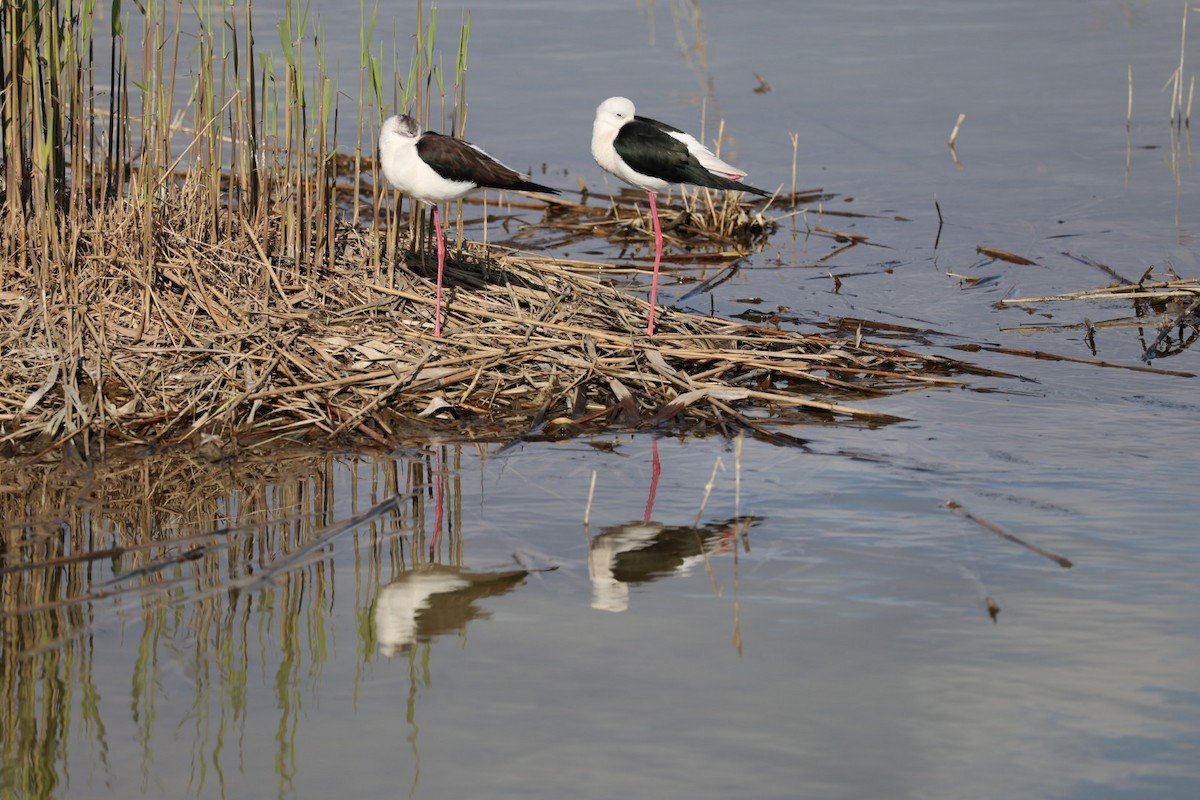 Black-winged Stilt - ML647275022