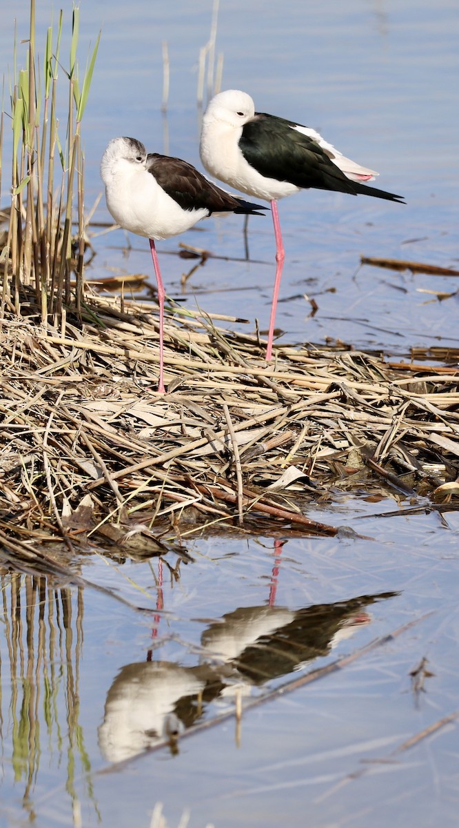 Black-winged Stilt - ML647275023