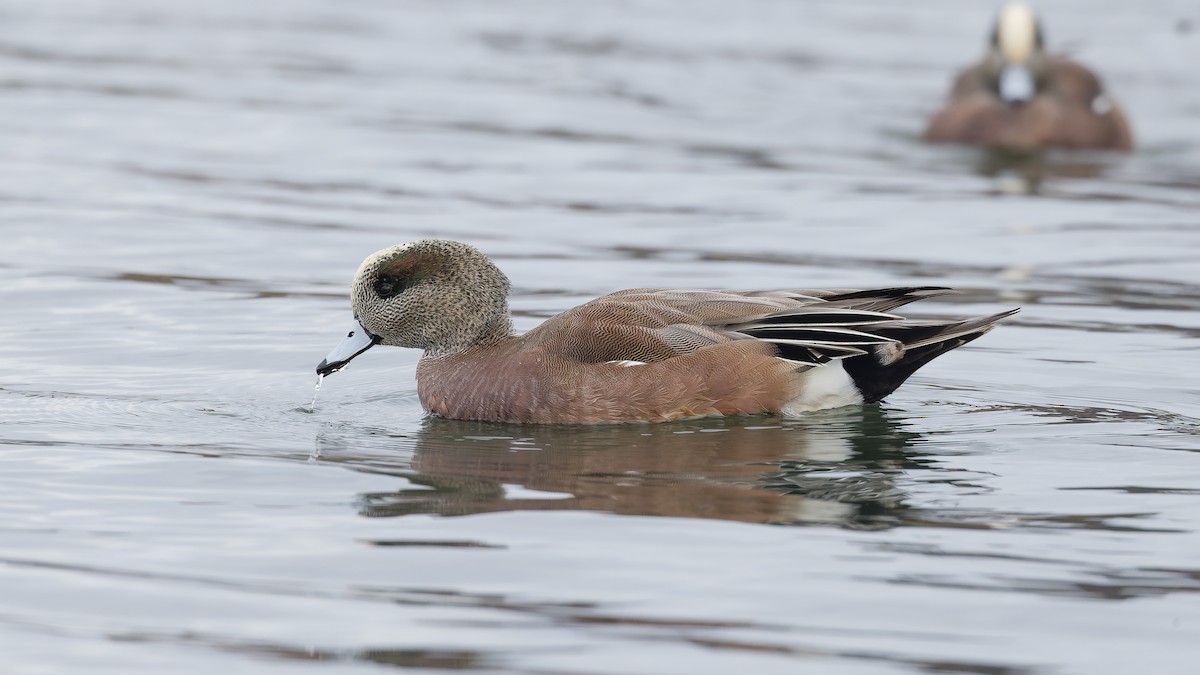 hvízdák americký - ML647275025