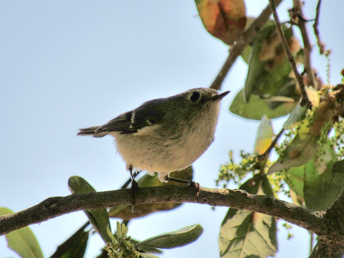 Ruby-crowned Kinglet - ML647275031