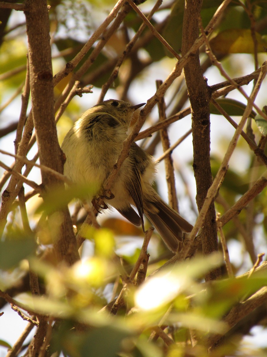 Ruby-crowned Kinglet - ML647275034