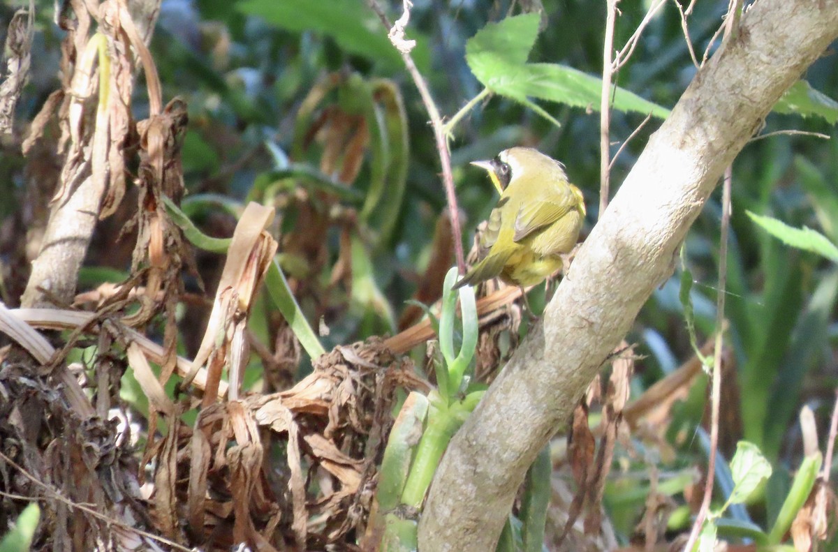 Common Yellowthroat - ML647275047