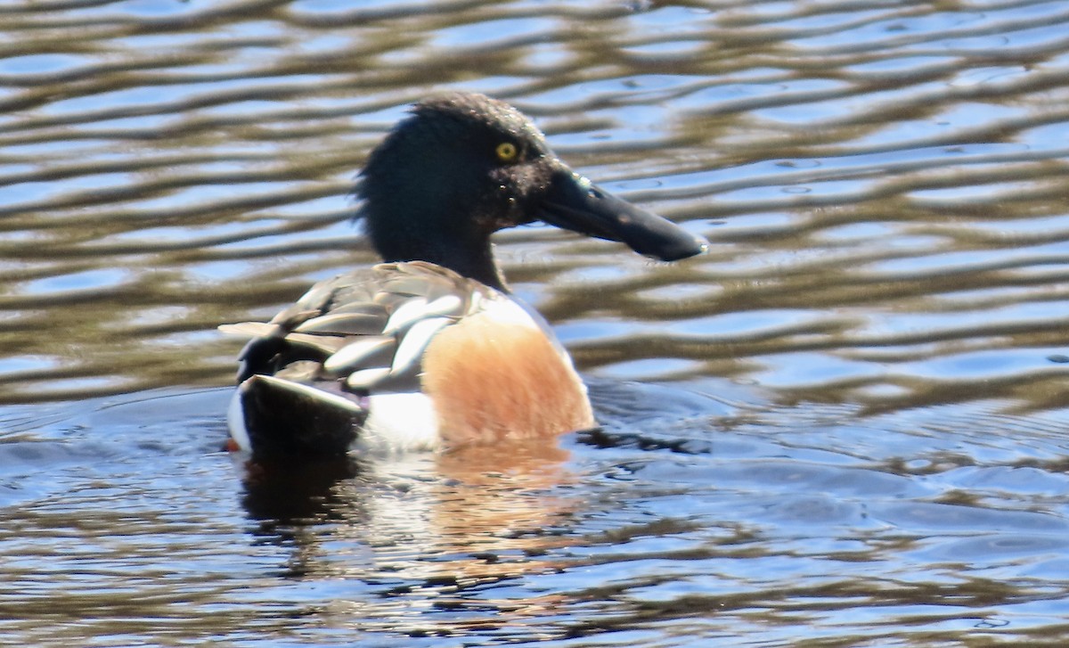 Mestolone - ML647275051