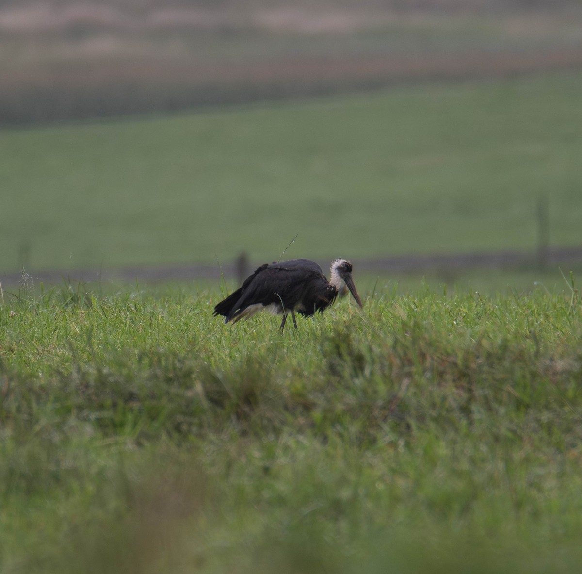 African Woolly-necked Stork - ML647275052